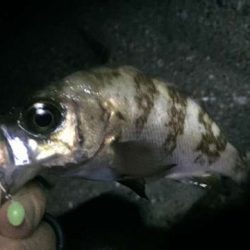 まだまだメバリング